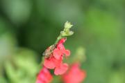 abeille-semblant-se-reposer-sur-fleur-de-sauge-jardin-lise-jaloux