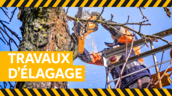 Entretien - Élagage