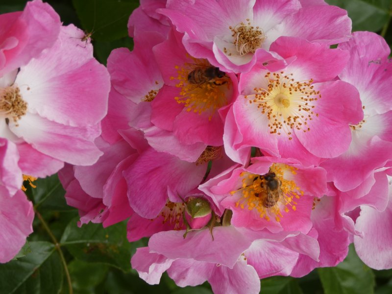 ABEILLE. Je l’ai photographié chez ma voisine le 10 Juin dernier. Aujourd’hui, beaucoup d’abeilles butinent sur ces jolies fleurs, je suis immédiatement fasciné par la beauté des couleurs et de ce moment. MELODIE LEGOFF