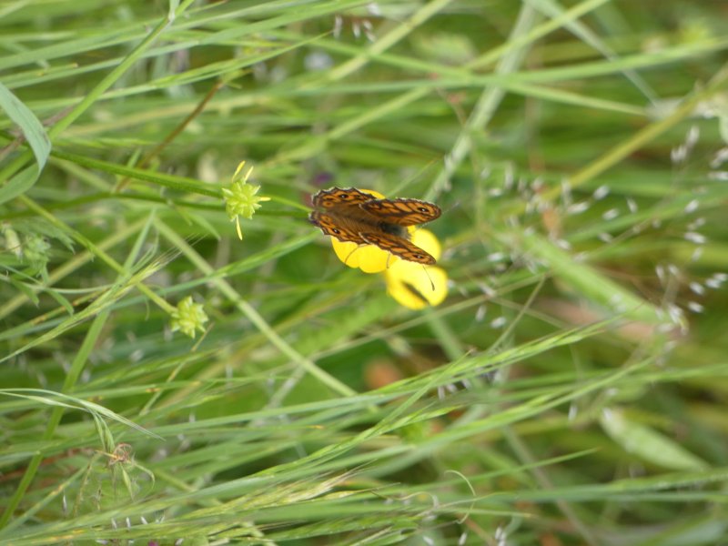 PAPILLON.LA MÉGÈRE. Je l’ai photographié au chemin de Saint Charles, le 22 Mai dernier.Ce jolie papillon ferme sans cesse ses ailes et ne me laisse pas l’honneur de l’observer. Après plusieurs minutes, ma persévérance gagne. MELODIE LEGOFF