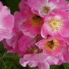 ABEILLE. Je l’ai photographié chez ma voisine le 10 Juin dernier. Aujourd’hui, beaucoup d’abeilles butinent sur ces jolies fleurs, je suis immédiatement fasciné par la beauté des couleurs et de ce moment. MELODIE LEGOFF