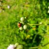 CLYTRE A GRANDES TACHES. Ses oeufs pondus à coté  d'une fourmilière sont emmenés dans celle-ci par les fourmies et les larves se developpent au dépend des oeufs et des larves des fourmies. Terrain de Nestin. MURIEL GODET