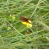 PAPILLON.LA MÉGÈRE. Je l’ai photographié au chemin de Saint Charles, le 22 Mai dernier.Ce jolie papillon ferme sans cesse ses ailes et ne me laisse pas l’honneur de l’observer. Après plusieurs minutes, ma persévérance gagne. MELODIE LEGOFF